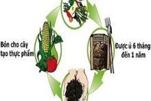 Rác vô cơ và hữu cơ là gì? Lợi ích của việc phân loại rác thải